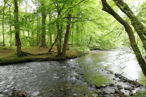 Ein rauschender Bach schlängelt sich durch einen grünen Wald. Perfekt für eine Wanderung in der Nähe des Altenberger Doms.