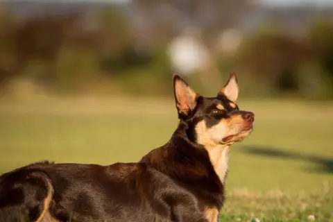 Ciemnobrązowy kelpie z rudymi znaczeniami leży na trawie, czujnie obserwując otoczenie.