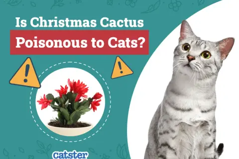 Is Christmas cactus toxic to cats? A warning sign and a potted Christmas cactus are shown next to a curious cat.