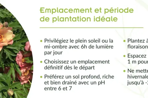 Gros plan sur de magnifiques pivoines roses et jaunes. Conseils pour le planter pivoine : soleil, sol drainé, espacement.