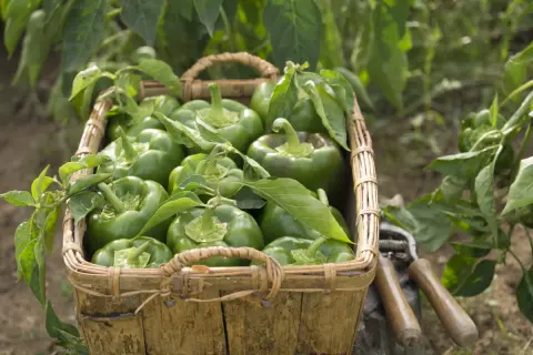 Panier rempli de poivrons verts frais, prêts pour la récolte. La culture poivron est à son apogée, avec des légumes brillants et sains.