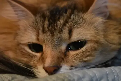 ¿Por qué lloran los gatos? Entiende su llanto y lo que significa