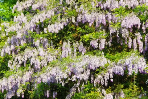 Kwiaty glicynii zwisają kaskadami. Choć piękne, warto wiedzieć, czy wisteria jest trująca, by zachować ostrożność.