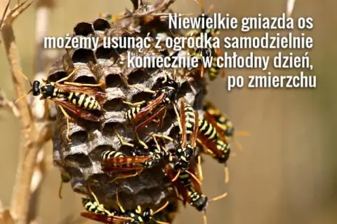 Jak pozbyć się os z ogrodu? Skuteczne i bezpieczne metody