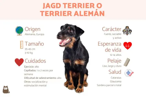 Un terrier alemán, conocido por su carácter fuerte y activo, posa sonriente.