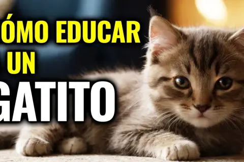 Cómo educar a un gato: métodos efectivos para un comportamiento ideal