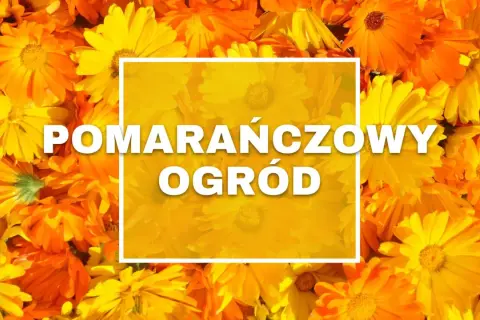 Gęsto ułożone, jaskrawe pomarańczowe kwiaty tworzą tło dla białego napisu "POMARAŃCZOWY OGRÓD".