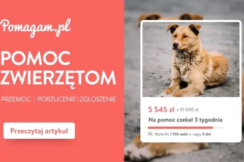 Szukasz informacji, gdzie zgłosić bezpańskiego psa na wsi? Artykuł na Pomagam.pl wyjaśnia, jak pomóc zwierzętom w potrzebie.