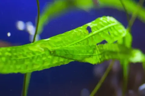 Feuille verte d'une plante aquatique, bulles d'oxygène flottant. Une question se pose : combien de plantes oxygénantes dans un bassin pour un équilibre parfait ?