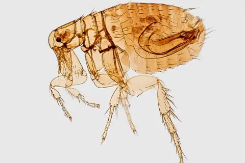 Cómo se reproducen las pulgas y cómo evitar infestaciones en casa