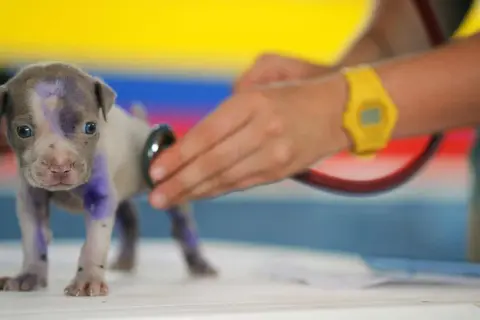 Un cachorro con marcas moradas es examinado con un estetoscopio. A veces, los perros lloran, pero este parece curioso.