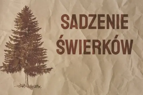Kiedy sadzić świerk? Wiosna czy jesień? Poradnik Neli Szymczak
