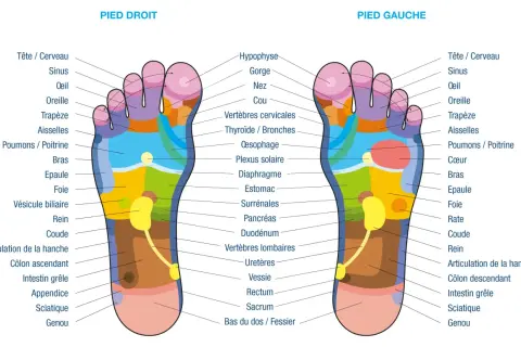 Carte des zones réflexes des pieds. La réflexologie plantaire peut cibler les organes génitaux via des points spécifiques.