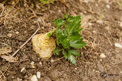 Ein frisch geernteter Knollensellerie mit grünen Blättern liegt auf feuchter Erde. Sellerie pflanzen sind eine gesunde Bereicherung für jeden Garten.
