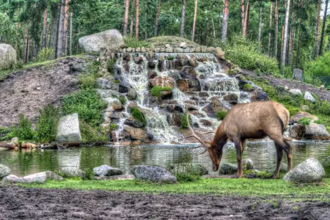 Ein Hirsch trinkt am Wasserfall im Tierpark Remscheid.