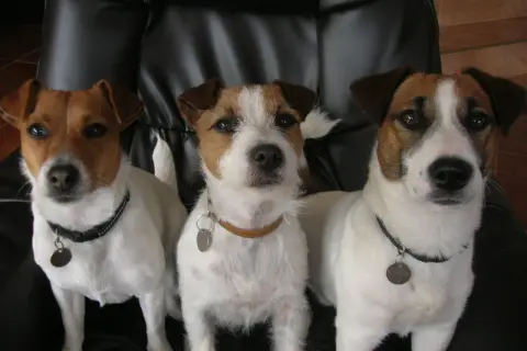 Trzy urocze jack russell terierki, dwa psy i jedna suka, siedzą obok siebie na czarnej kanapie.