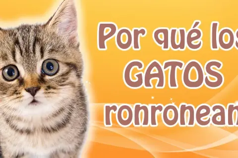 Por qué los gatos ronronean cuando los acaricias y qué significa