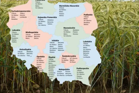 Mapa Polski z zaznaczonymi odmianami pszenżyta, w tym pszenżyto Tadeusz w województwach lubuskim i zachodniopomorskim.
