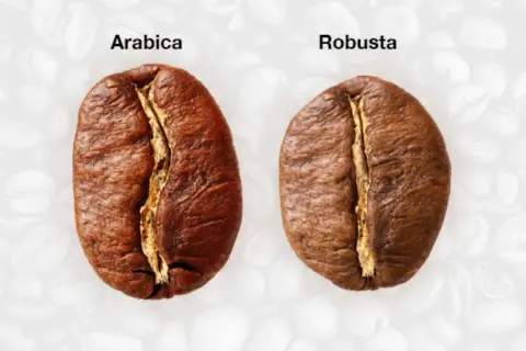 Nahaufnahme von zwei Kaffeebohnen, die die Kaffee Unterschiede zwischen Arabica und Robusta zeigen.