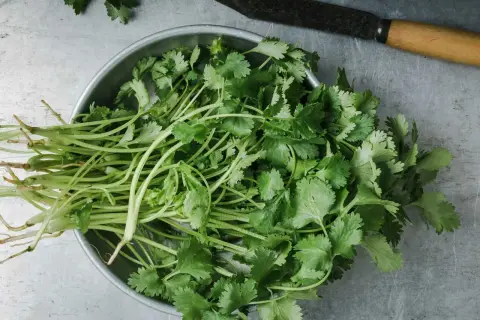 En skål med färsk koriander, redo att hackas eller förvaras. Ja, man kan frysa koriander för att behålla smaken.
