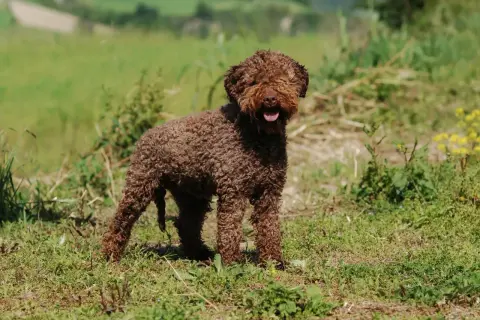 Un adorable lagotto romagnolo, au pelage brun et bouclé, se tient dans un champ verdoyant, la langue sortie, prêt pour l'aventure.