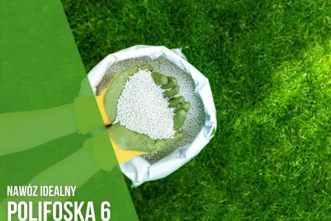 Ręce w zielonych rękawiczkach trzymają nawóz Polifoska 6. Idealny skład dla Twojego ogrodu.