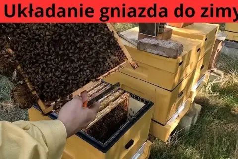 Jak zimować pszczoły w ulu wielkopolskim, aby uniknąć strat zimowych