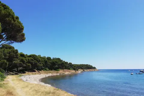 Spiaggia selvaggia sulla costa del Cilento, con pini marittimi che si affacciano sul mare azzurro e alcune barche all'orizzonte.