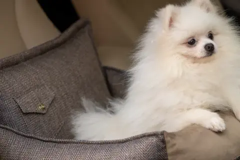 Pomeranian: Sierść czy włosy? Poznaj prawdę i sekret pielęgnacji