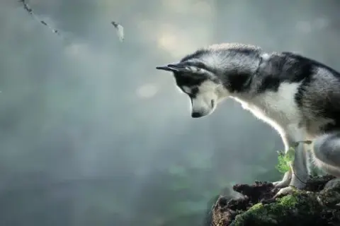 Czy husky szczeka? Odkryj ich niezwykłe dźwięki i zachowanie