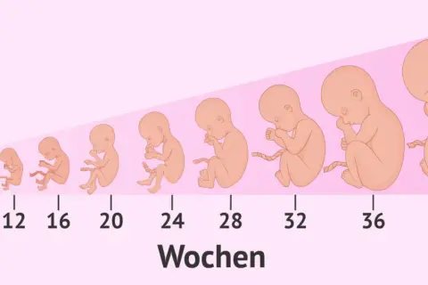 Die Darstellung zeigt die Embryo Entwicklung von Woche 4 bis 40. Von einer kleinen Form bis zum voll entwickelten Baby.