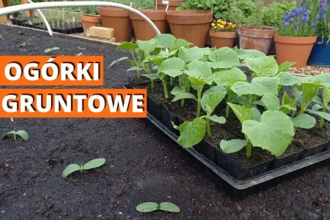 Jak uprawiać ogórki? Kompletny przewodnik krok po kroku