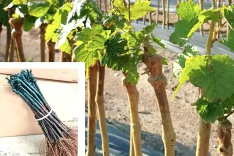 Barbatelle di vite pronte per il trapianto, con radici e germogli verdi. Un fascio di barbatelle cosa sono: giovani piante di vite.