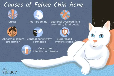 Illustration showing causes of feline chin acne: stress, poor grooming, bacterial overload, abnormal sebum, contact sensitivity, suppressed immune system, and concurrent infection.