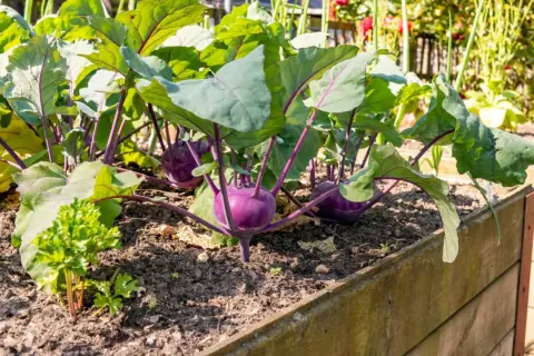 Lila Kohlrabi wachsen im Hochbeet. Sie sind gute Nachbarn für Kartoffeln, da sie sich gegenseitig vor Schädlingen schützen.