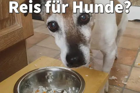 Ein Hund schaut neugierig auf eine Schüssel mit Reis. Darf ein Hund Reis essen?