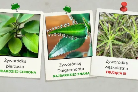 Trzy zdjęcia żyworódki: pierzastej, Daigremonta i wąskolistnej.