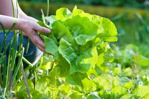 Hände ernten einen frischen, grünen Kopfsalat im Garten.