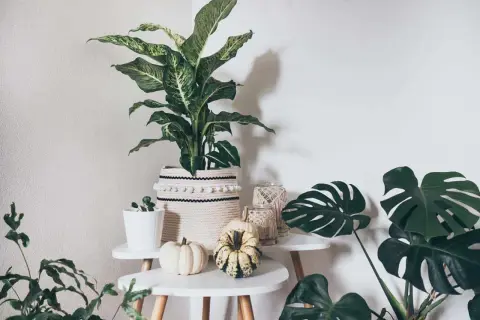 Gemütliche Ecke mit vielen grünen boho pflanzen, Kürbissen und Makramee-Dekorationen.