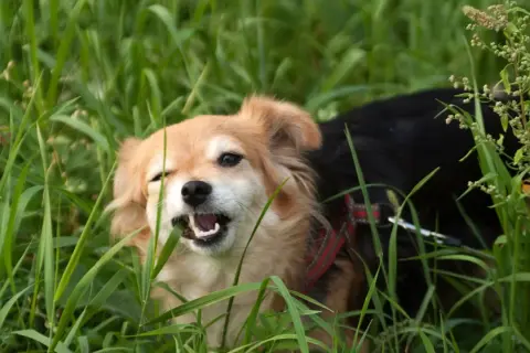 Perro de pelaje claro y oscuro en medio de hierba alta, masticando una brizna. Quizás así explica porque los perros comen hierba.