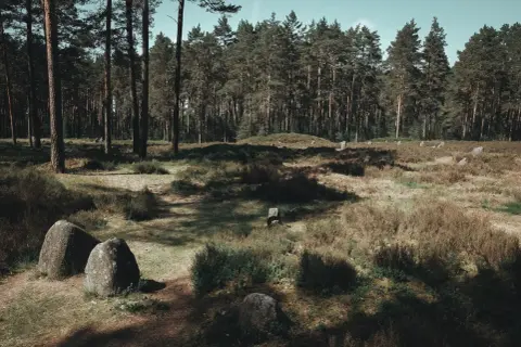Kamienne kręgi Węsiorów w lesie sosnowym, otoczone wrzosowiskami i pojedynczymi głazami.