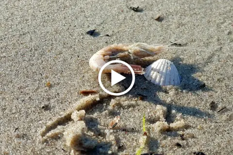 Martwa krewetka i muszla na piaszczystej plaży.