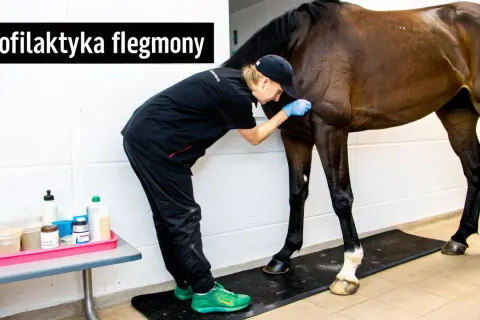 Weterynarz bada konia, by zapobiec flegmonie. Na stole leżą preparaty.