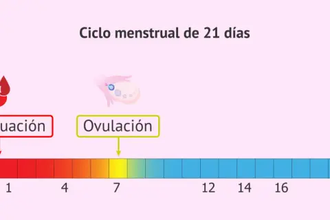 Ciclo menstrual de 21 días. La menstruación y ovulación son clave. ¿Sabías que te puedes quedar embarazada con la regla?