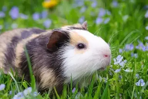 Un cochon d'Inde aux poils rayés, blanc et brun, se promène dans l'herbe verte parsemée de petites fleurs bleues. Il semble en bonne santé, sans signe d'eczéma.