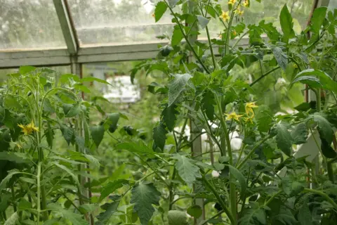 Tomatplantor med gula blommor i ett växthus. Snart dags att pollinera tomater för en riklig skörd.