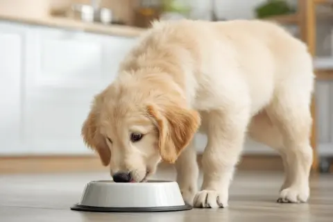 Uroczy szczeniak golden retriever zajada mokrą karmę dla szczeniaka. Od kiedy zaczął jeść tę pyszną karmę, jego futerko jest jeszcze bardziej lśniące!