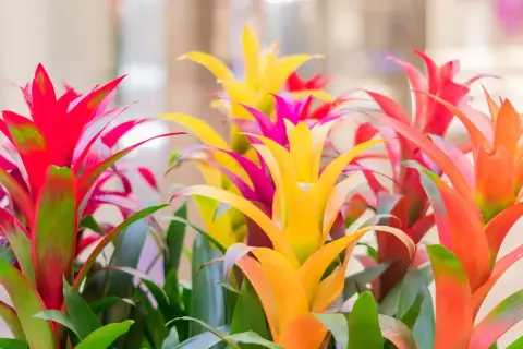 Jak często podlewać kwiat bromelia, aby uniknąć jej uschnięcia?