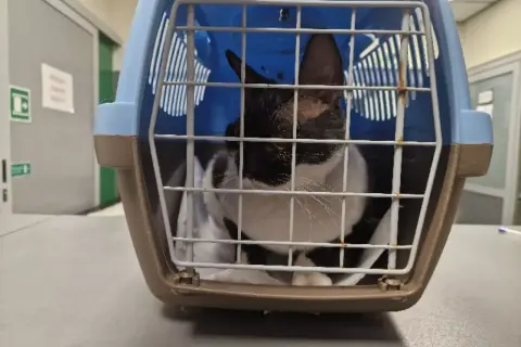 Pilna pomoc dla kotów Devon Rex w schronisku - ich zdrowie w niebezpieczeństwie