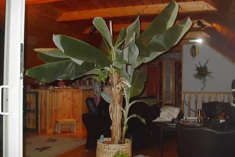Stor bananplanta i kruka inomhus. Kanske en dag ger den bananfrö.